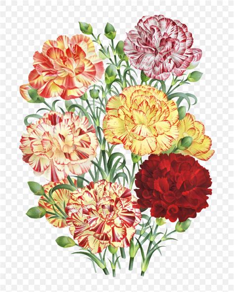 Carnation Floral Design Flower Bouquet Painting, PNG, 1024x1280px ...