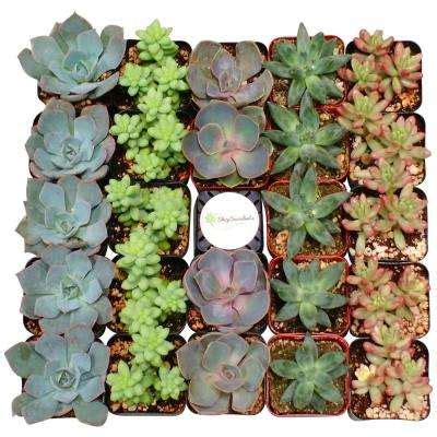 Succulents & Cactus Plants - Garden Plants & Flowers - The Home Depot