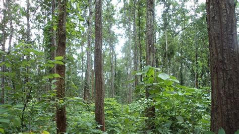 Chhattisgarh goverment to carry out land survey of Abujmad forest | Latest News India ...