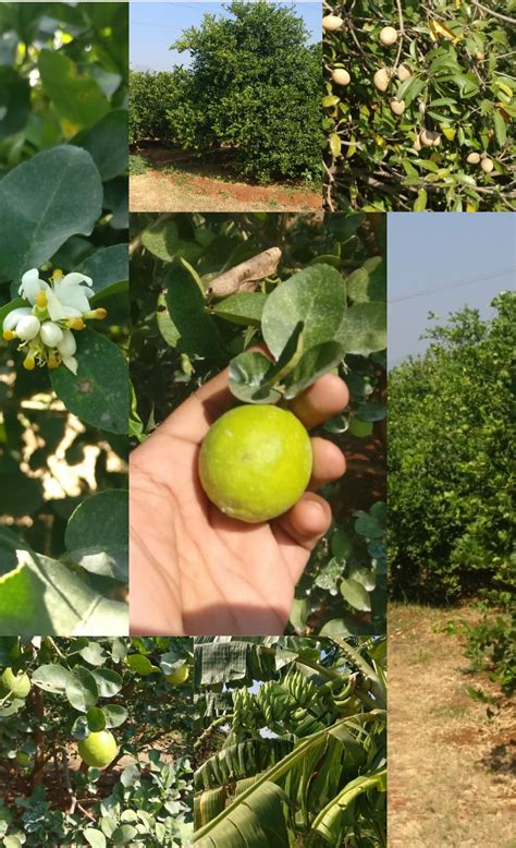 Heirloom Acid Lime Seeds - Rangamalai Organic Farms (ROF) - Manvasanai