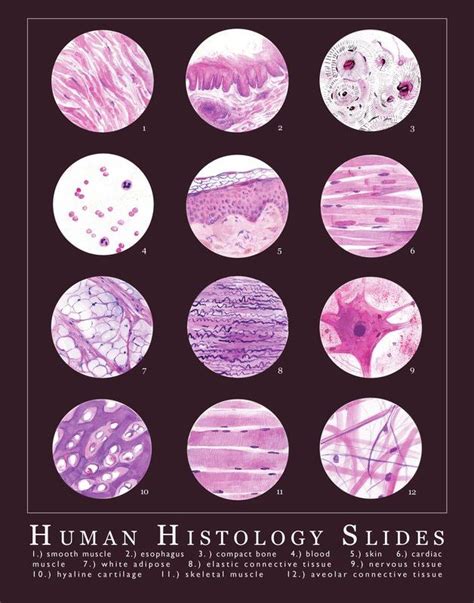 the human history slides are shown in pink and white circles, with an image of different cells