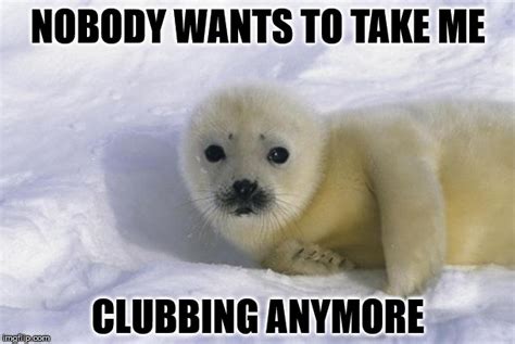 baby seal Memes & GIFs - Imgflip