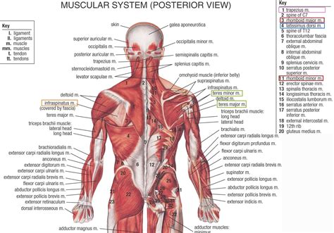 Shoulder Muscles Names Muscles Name Location In Hindi – Anatomy Body ...