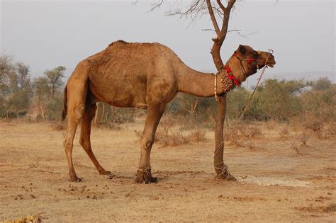 Camel | Facts and Nice Photos-Images | The Wildlife