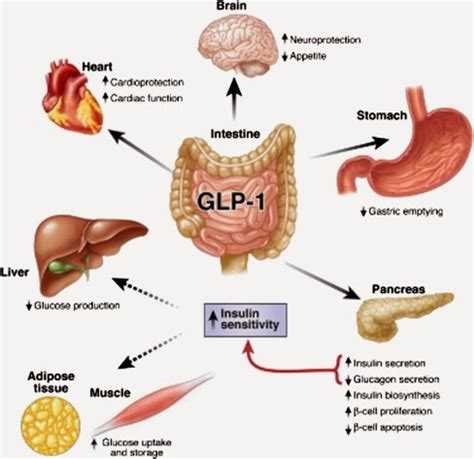 The Well-Rounded Mama: PCOS and Diabetes: Glucose-Lowering Medication Options