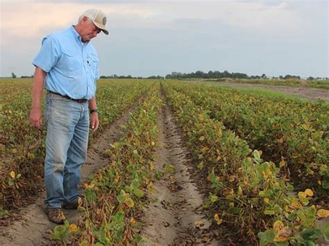 Dicamba Lawsuit | $265 Million Verdict for Farmer | Peiffer Wolf