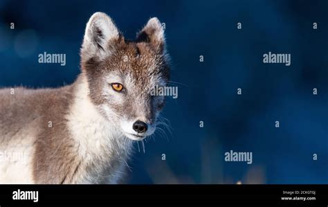 Arctic fox (Vulpes lagopus Stock Photo - Alamy