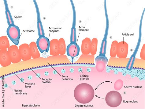 Fertilization Diagram