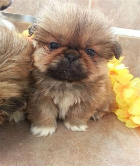 A baby with White toes. So cute! | Pekingese dogs, Pekingese puppies ...