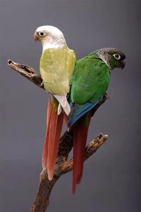 Green cheek conure mutations | Conure parrots, Pet birds, Beautiful birds