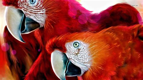 🔥 [40+] Scarlet Macaw Wallpapers | WallpaperSafari