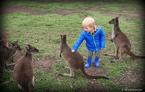 Meet kangaroos at Uralla Wildlife Sanctuary • Our Globetrotters