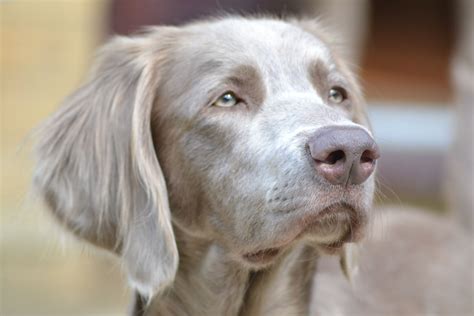 Long Haired Weimaraner Puppies | Spefashion