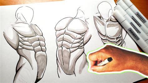 Muscle Torso Drawing