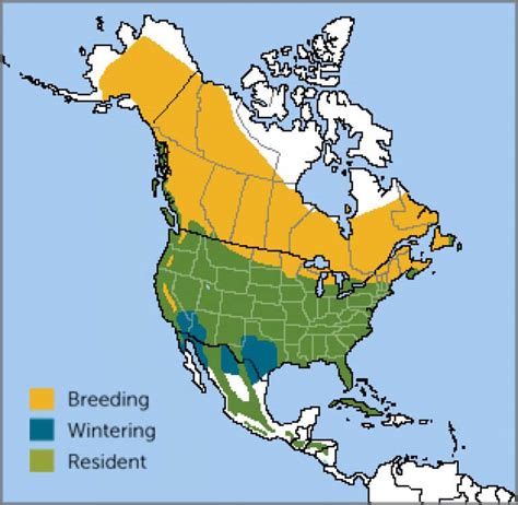 Northern Flicker - American Bird Conservancy