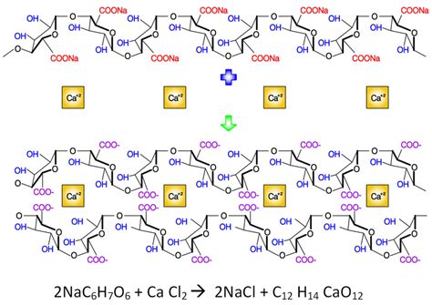 Crosslinking of sodium alginate with calcium chloride. | Download ...