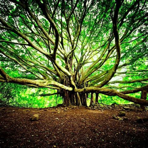 Hawaii | Beautiful tree, Banyan tree, Tree