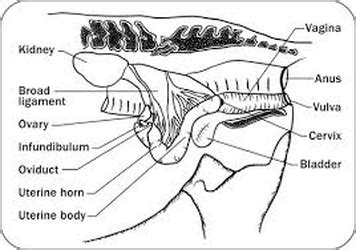 sheep reproductive system - sheep