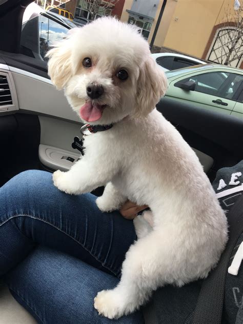 Love this summer ready haircut on him | Dog haircuts, Maltese dogs haircuts, Maltese poodle