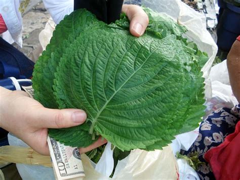 Buying perilla leaves - Maangchi.com