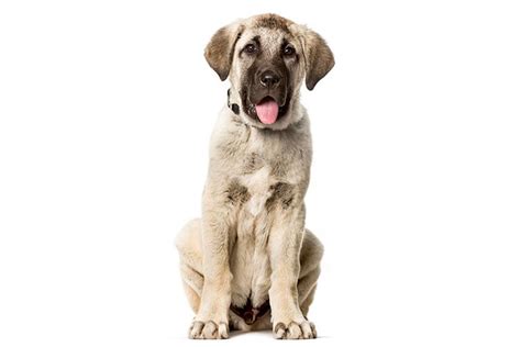 Anatolian Shepherd Dog Puppies For Sale