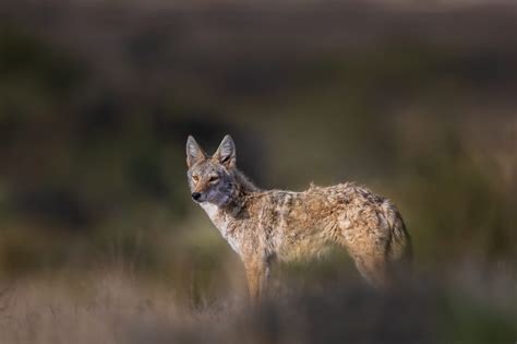 West Texas Wildlife - Lee Hoy Photography