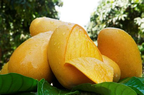 Mango mexicano: el sabor de la primavera | Secretaría de Agricultura y ...