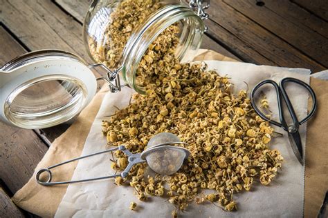 Harvesting, drying & storing chamomile - Plantura