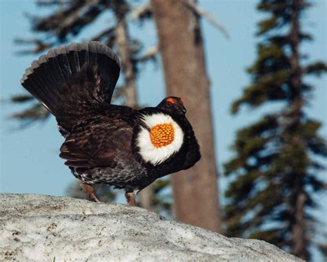 Sooty Grouse (Dendragapus fuliginosus) – The Blue Grouse Subspecies