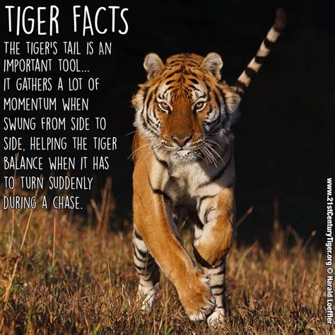 28 best Tiger facts and quotes images on Pinterest | Big cats, Wild ...