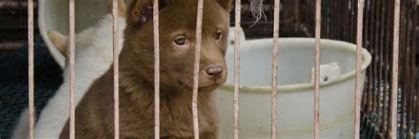 Yulin dog meat festival held again in China | Animal Equality