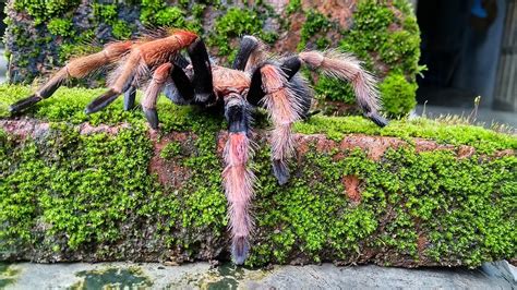 Laba-Laba Tarantula - Foto gratis di Pixabay - Pixabay