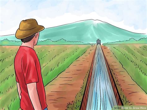 How to Grow Rice: 11 Steps (with Pictures) - wikiHow