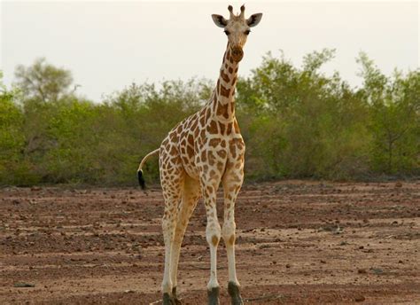 All Things Giraffe - Southern Destinations