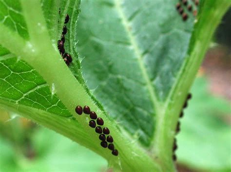 Squash Bug | Wisconsin Vegetable Entomology