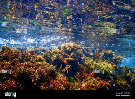 Forest of Seaweed, Seaweed Underwater, Underwater Scene Stock Photo - Alamy