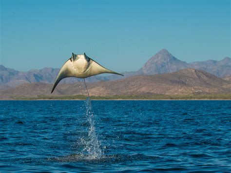 Mobula Rays - Soul Catching Images