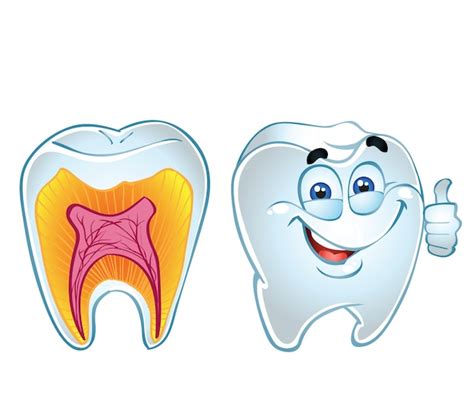 Dientes sonriendo y dientes en sección | Vector Premium