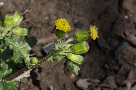 Common groundsel, Senecio vulgaris | Pollen Grains Reference Library