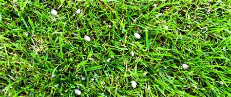 What’s the Difference Between Liquid & Granular Fertilizer? | Arboreal Lawn & Landscape