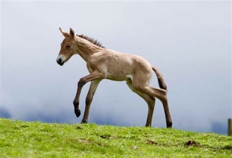 Rare wild horse born at Highlands Wildlife | Discover Animals