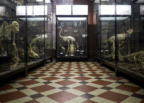 Zoological museum, Moscow on Behance