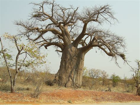 Baobab African Savanna Trees - Pets Lovers