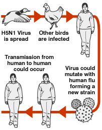 spread and transmission - bird flu