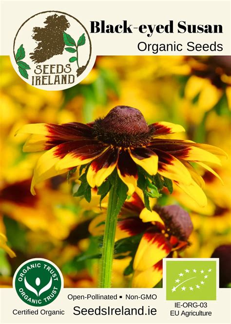 Organic Black-eyed Susan Seeds Ireland | Rudbeckia hirta Flower Seed