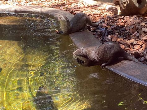 Rockhampton Zoo