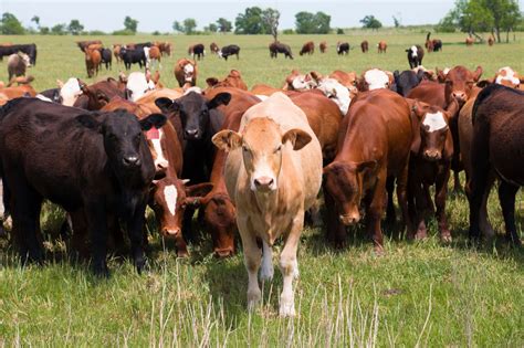 Grazing Cattle and Climate Change | Climate Nexus