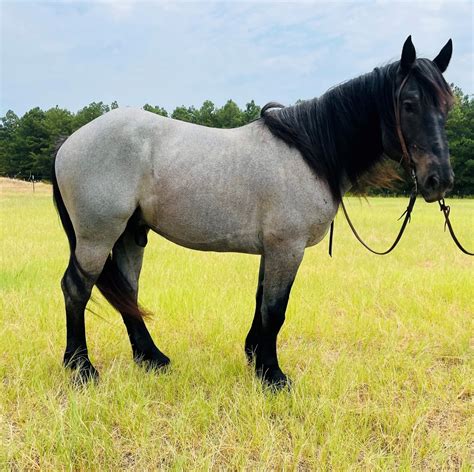 2020 Blue Roan Percheron Stud