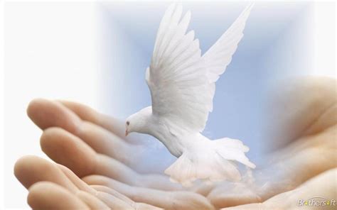 Dove of Peace - Peace & Love Revolution Club Wallpaper (25246250) - Fanpop