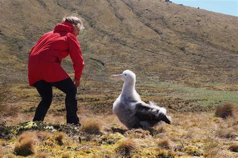 Gough Island's giant Tristan albatross faces being wiped out by a tiny predator — the house ...